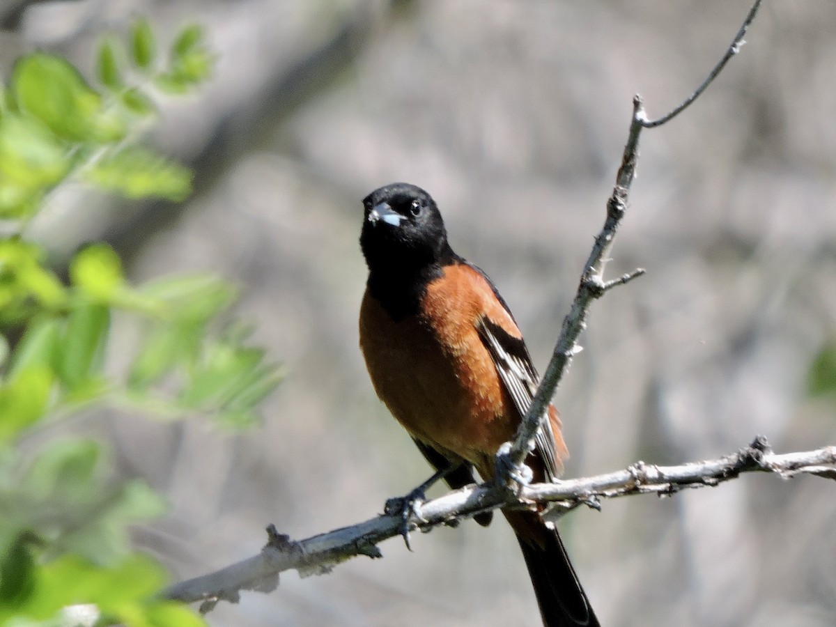 Orchard Oriole - ML620126369