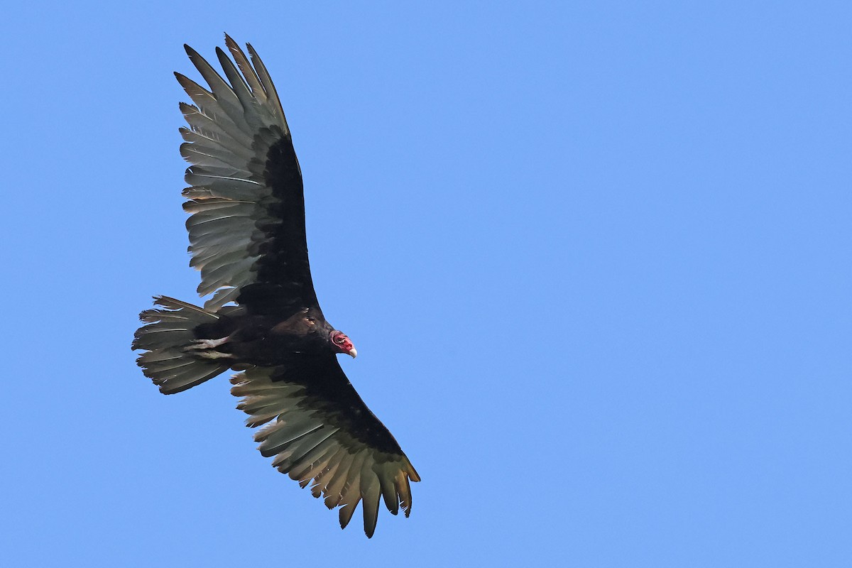 Turkey Vulture (Northern) - ML620126377