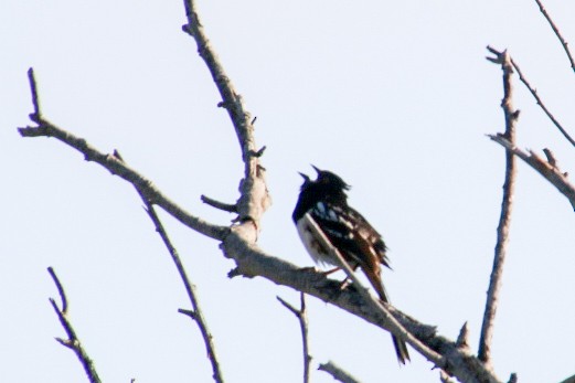 Spotted Towhee - ML620126405