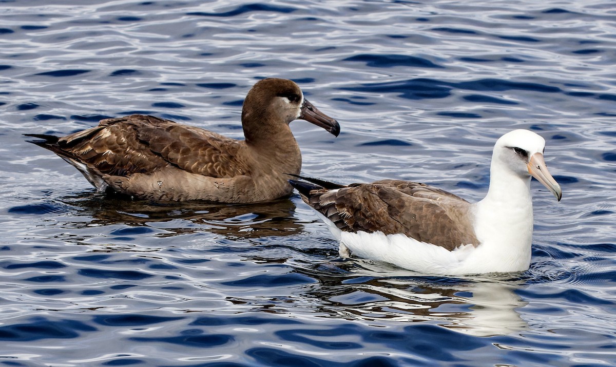 albatros laysanský - ML620126420