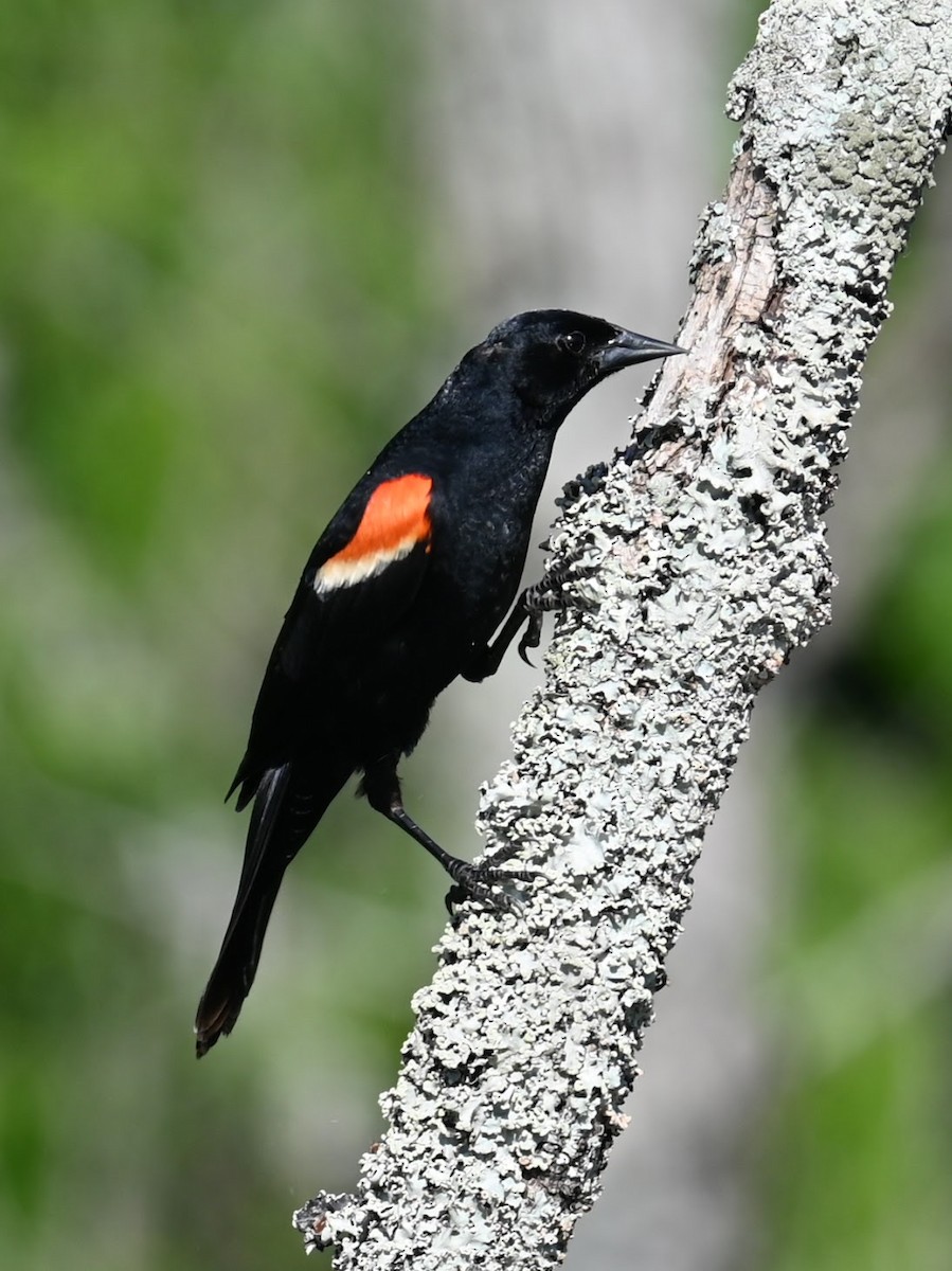 Red-winged Blackbird - ML620126432