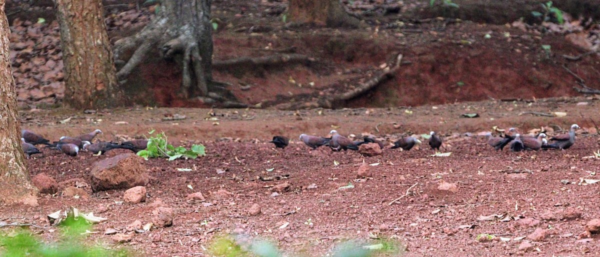 Pale-capped Pigeon - ML620126435