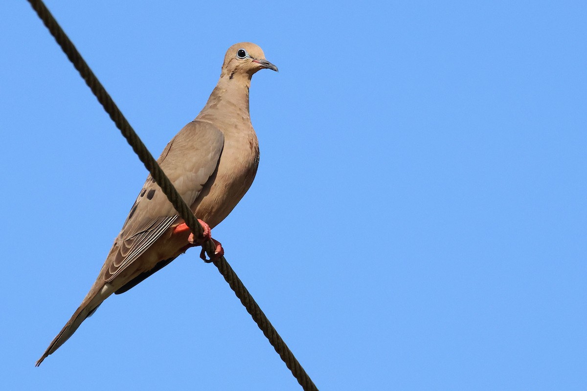 Mourning Dove - ML620126436