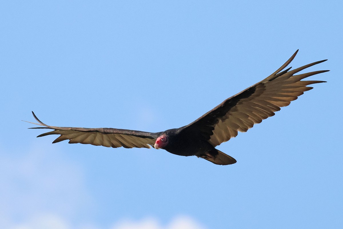 Turkey Vulture (Northern) - ML620126437