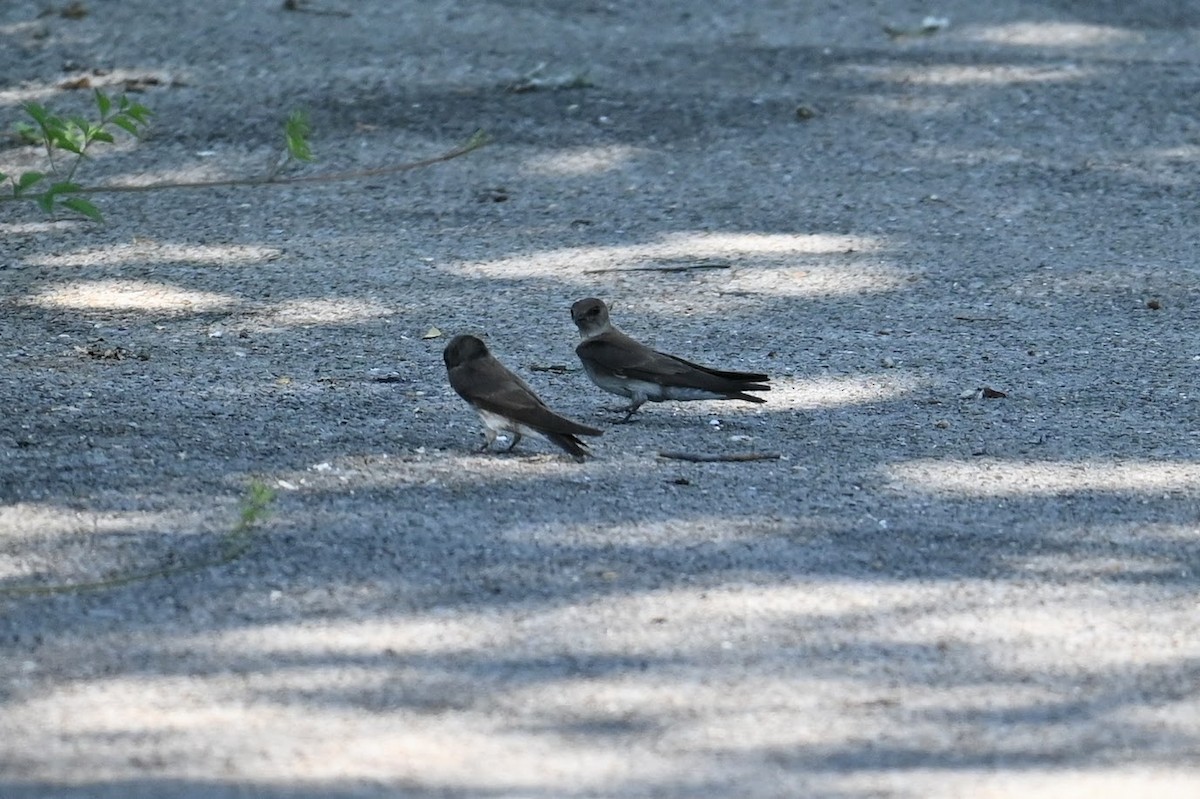 Northern Rough-winged Swallow - ML620126449