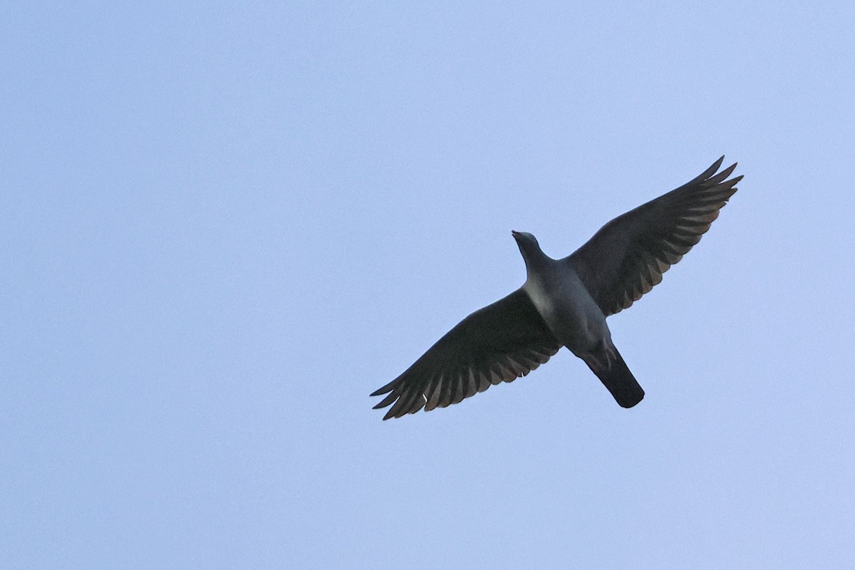 Pigeon à couronne blanche - ML620126455