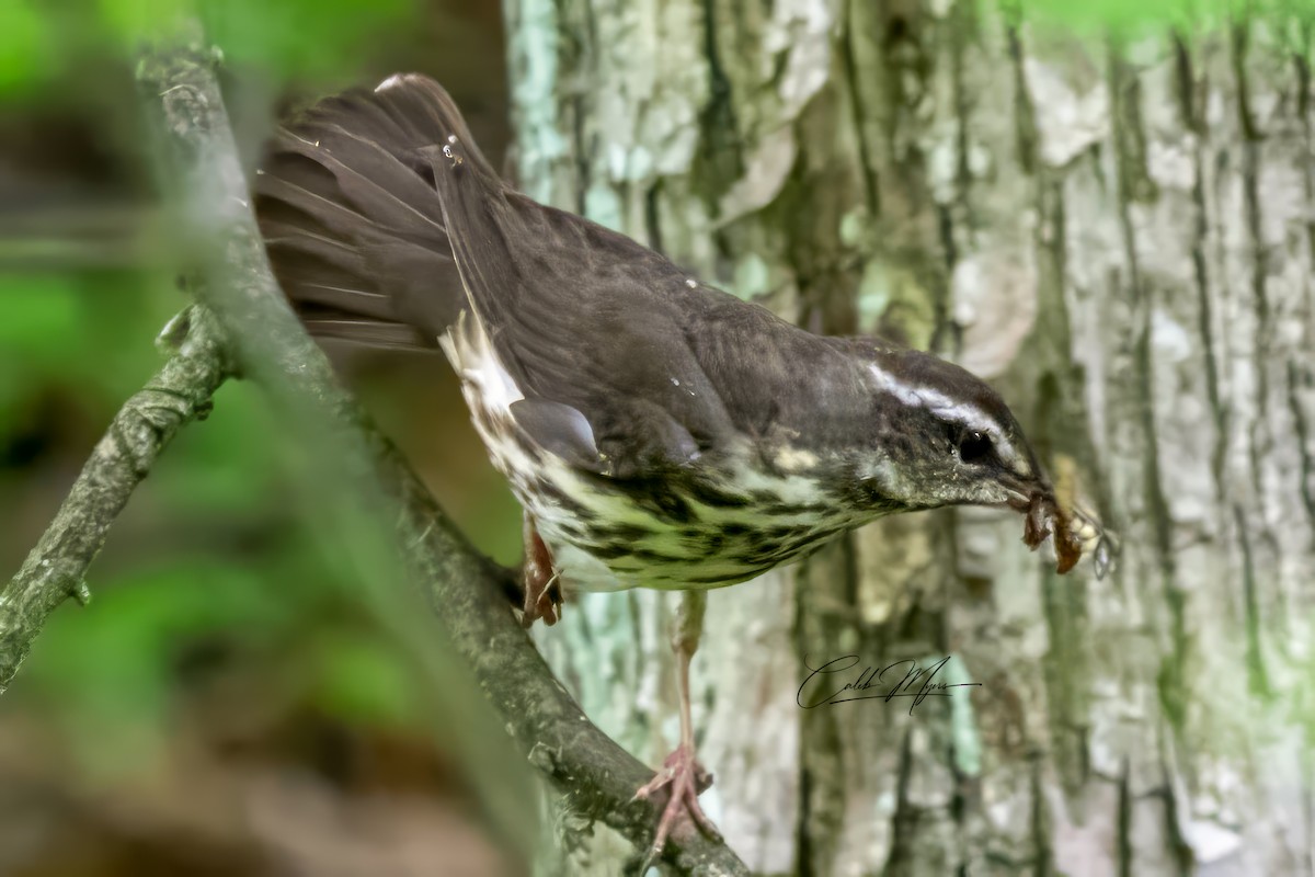 Louisiana Waterthrush - ML620126470