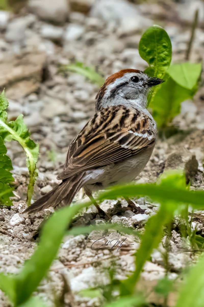 Chipping Sparrow - ML620126476