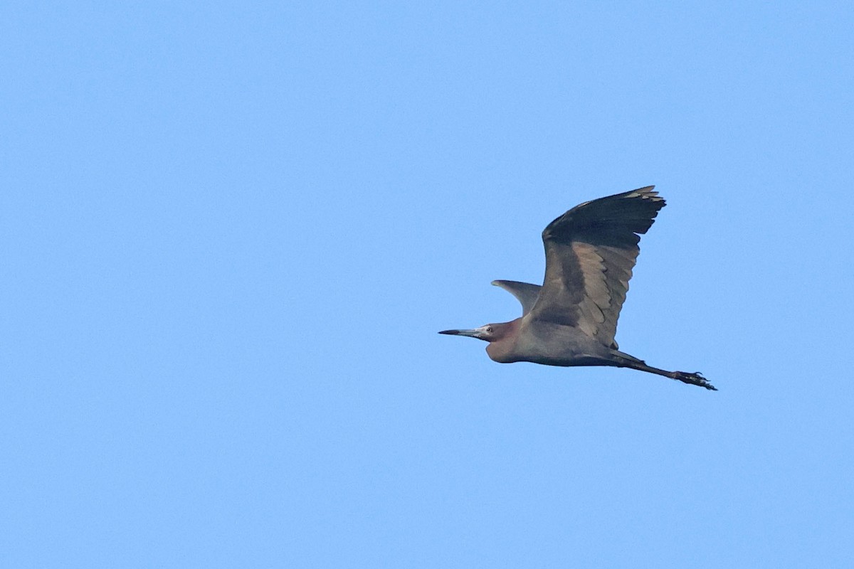 Little Blue Heron - ML620126487