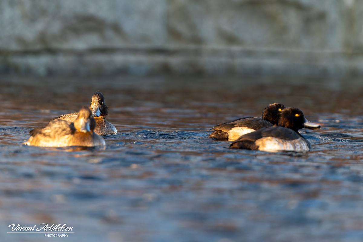 Tufted Duck - ML620126490