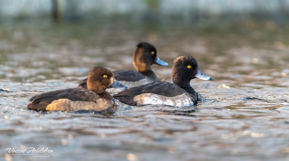 Tufted Duck - ML620126491
