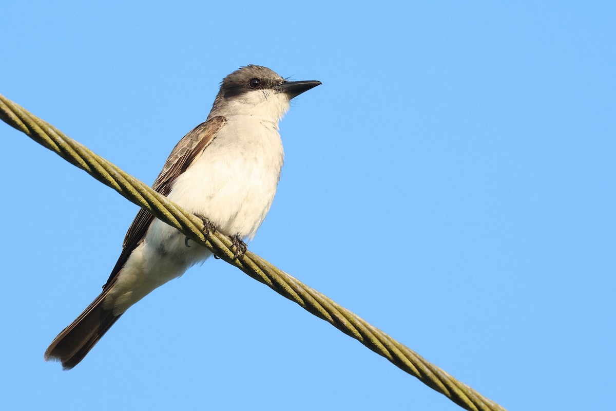 Gray Kingbird - ML620126498