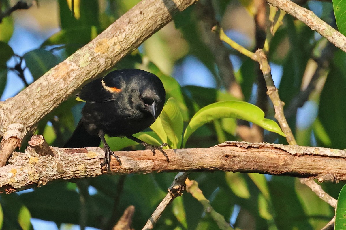 Tawny-shouldered Blackbird - ML620126501