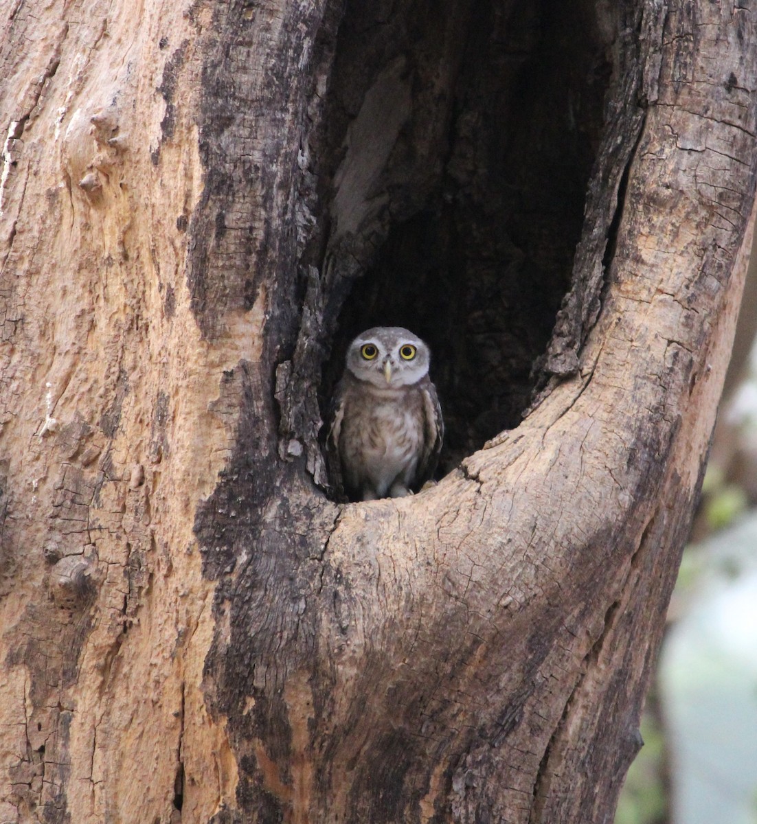 Spotted Owlet - ML620126537