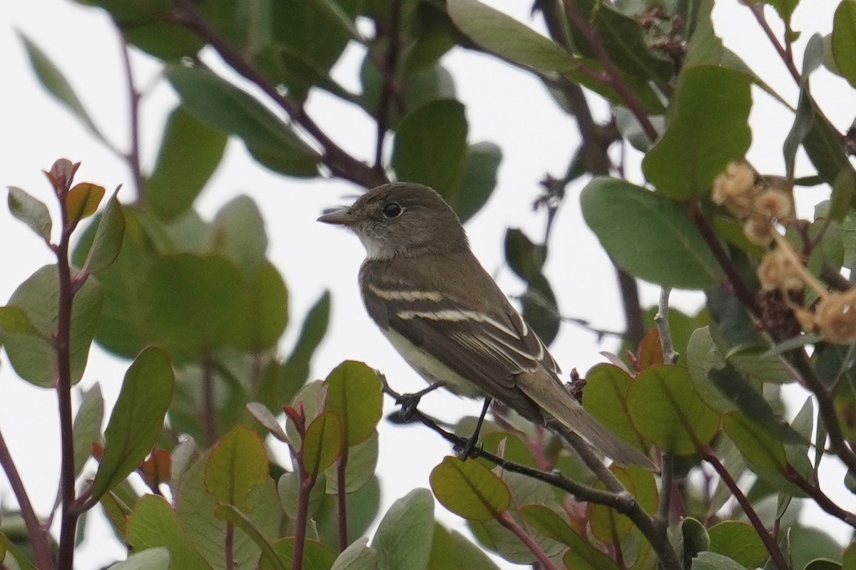 Alder/Willow Flycatcher (Traill's Flycatcher) - ML620126545