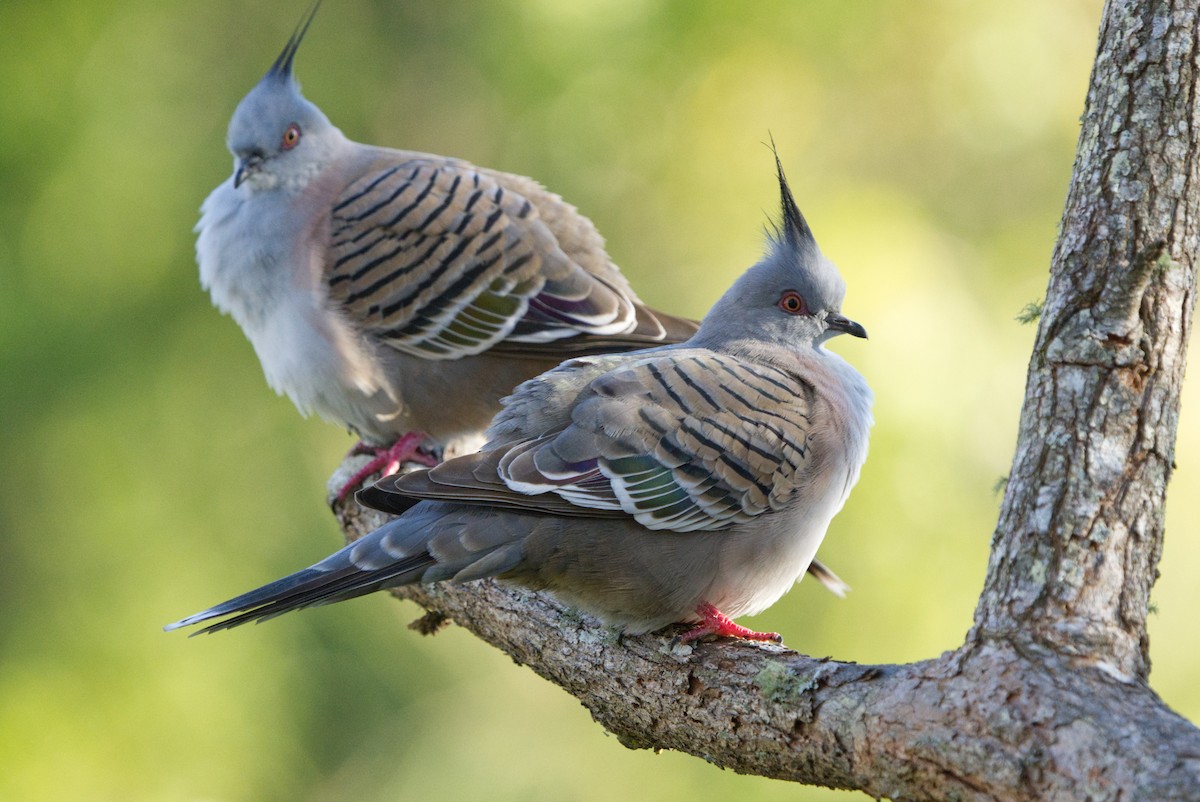 Crested Pigeon - ML620126548