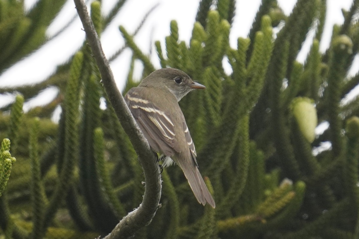 Alder/Willow Flycatcher (Traill's Flycatcher) - ML620126549