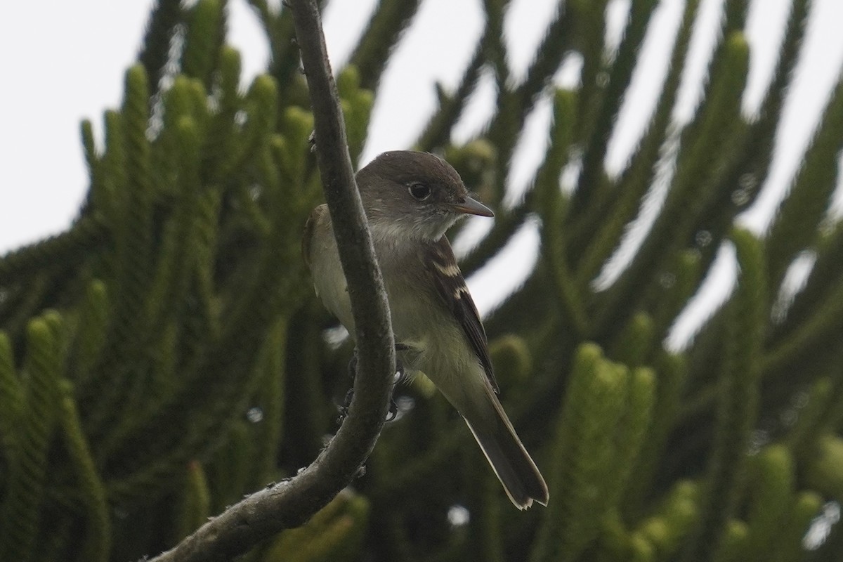 Alder/Willow Flycatcher (Traill's Flycatcher) - ML620126550