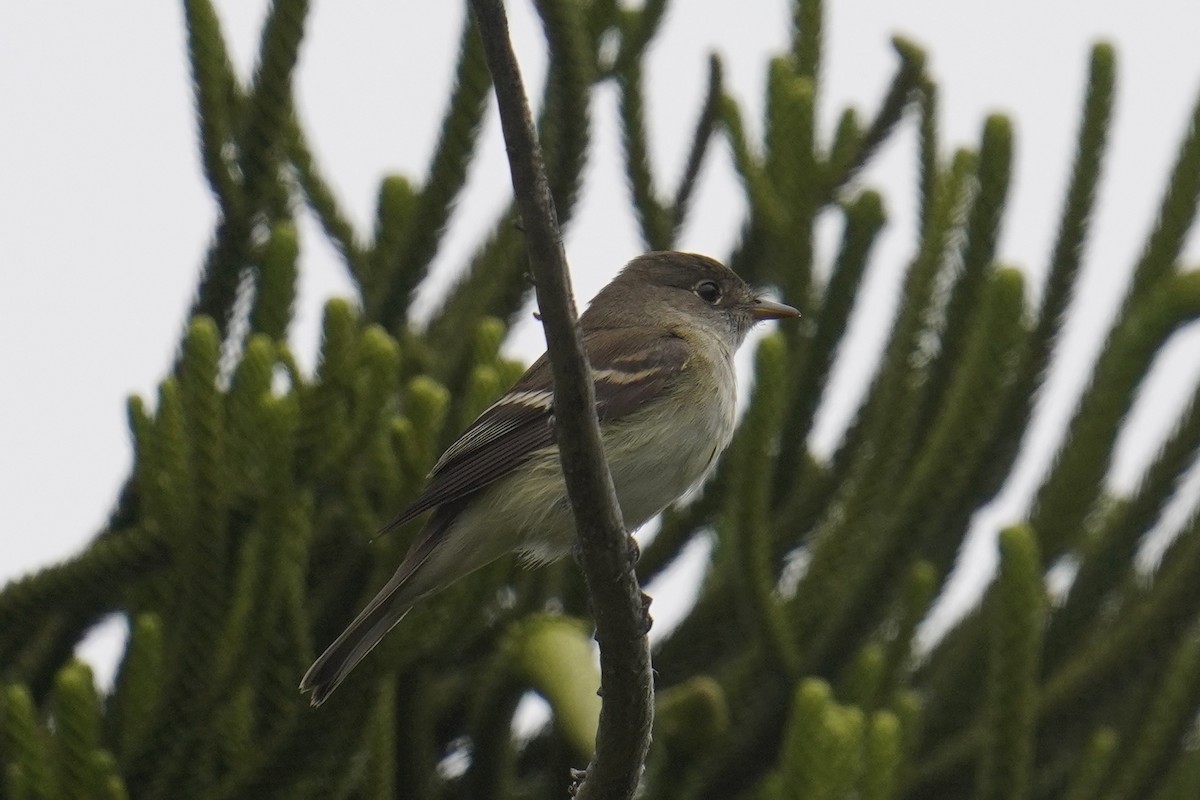 Alder/Willow Flycatcher (Traill's Flycatcher) - ML620126552