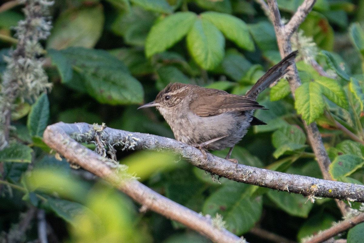 Bewick's Wren - ML620126555