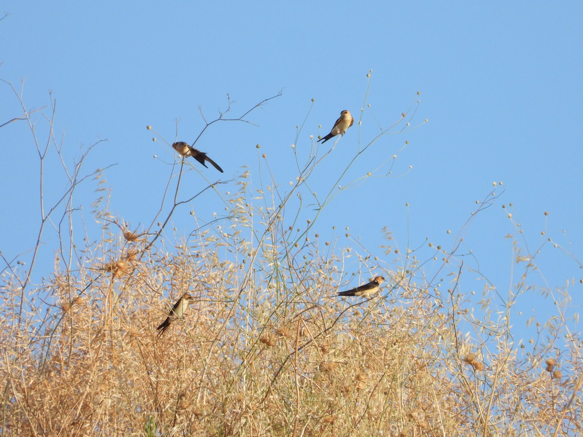 Red-rumped Swallow - ML620126556