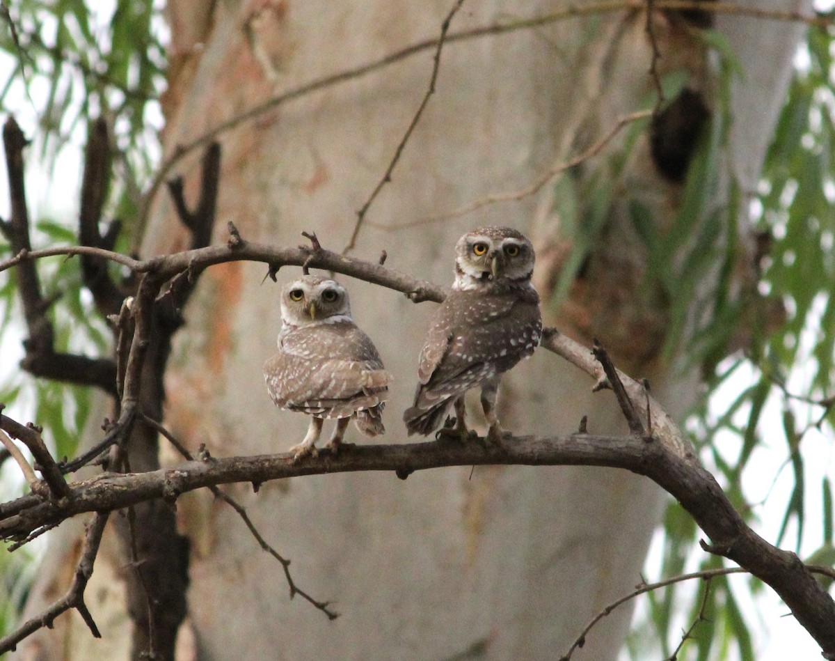 Spotted Owlet - ML620126565