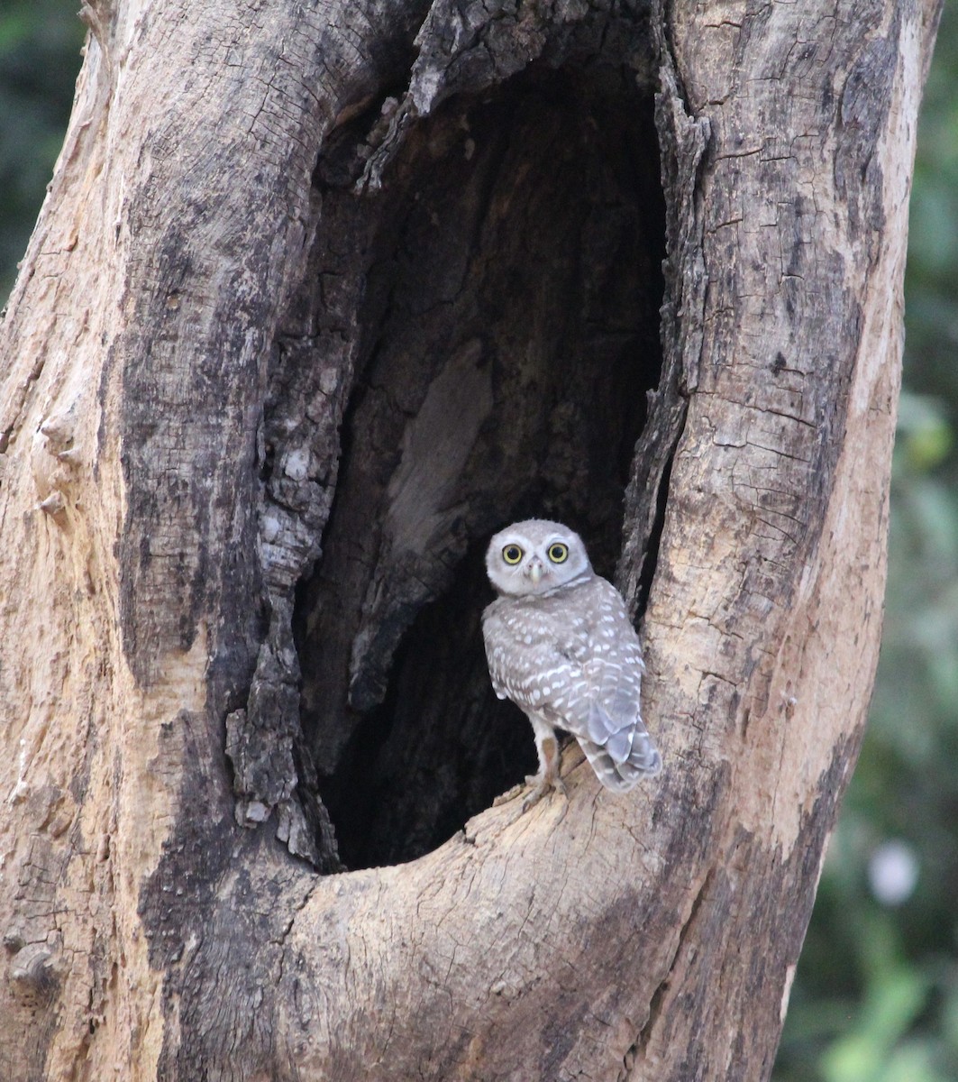 Spotted Owlet - ML620126571