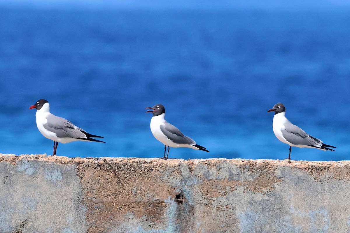 Mouette atricille - ML620126574