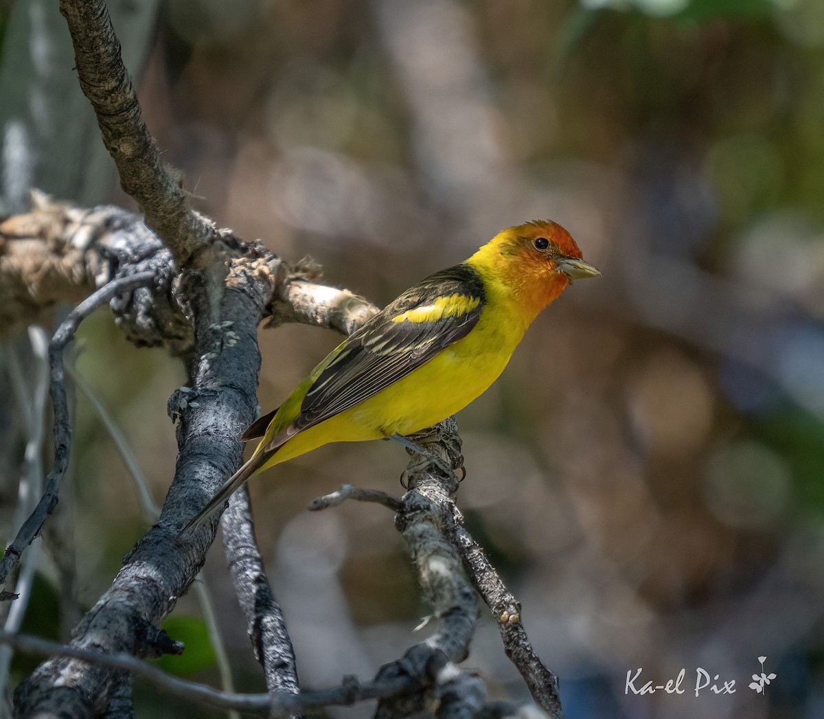 Western Tanager - ML620126580