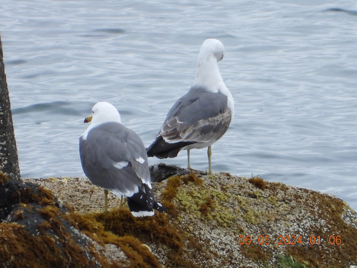 Black-tailed Gull - ML620126582