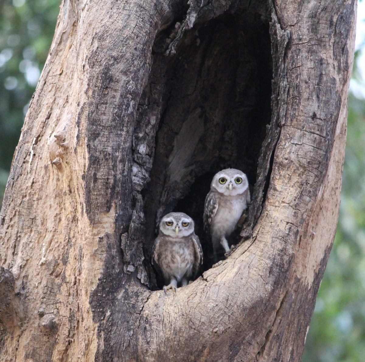 Spotted Owlet - ML620126585