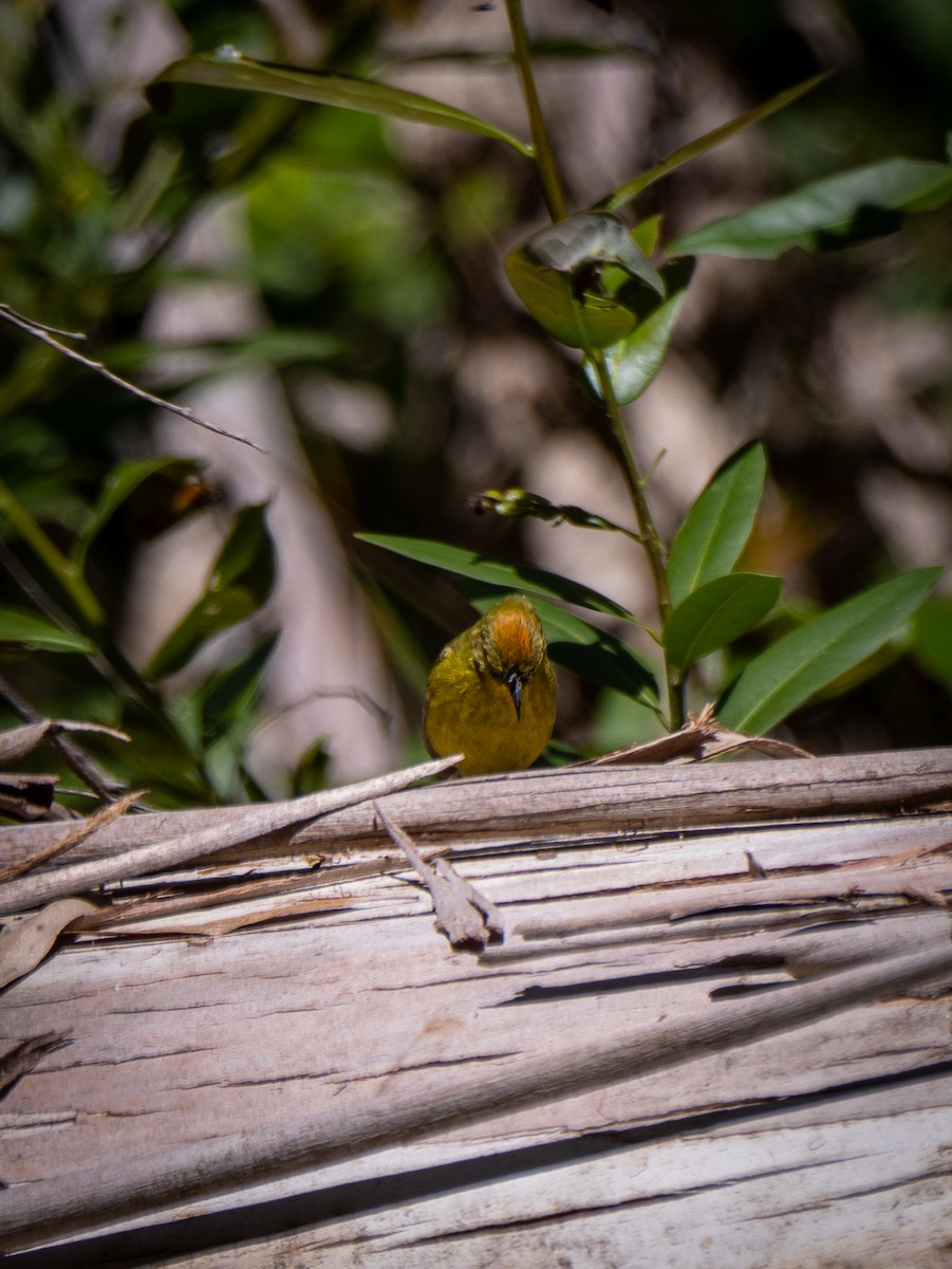 Orange-crowned Warbler - ML620126607