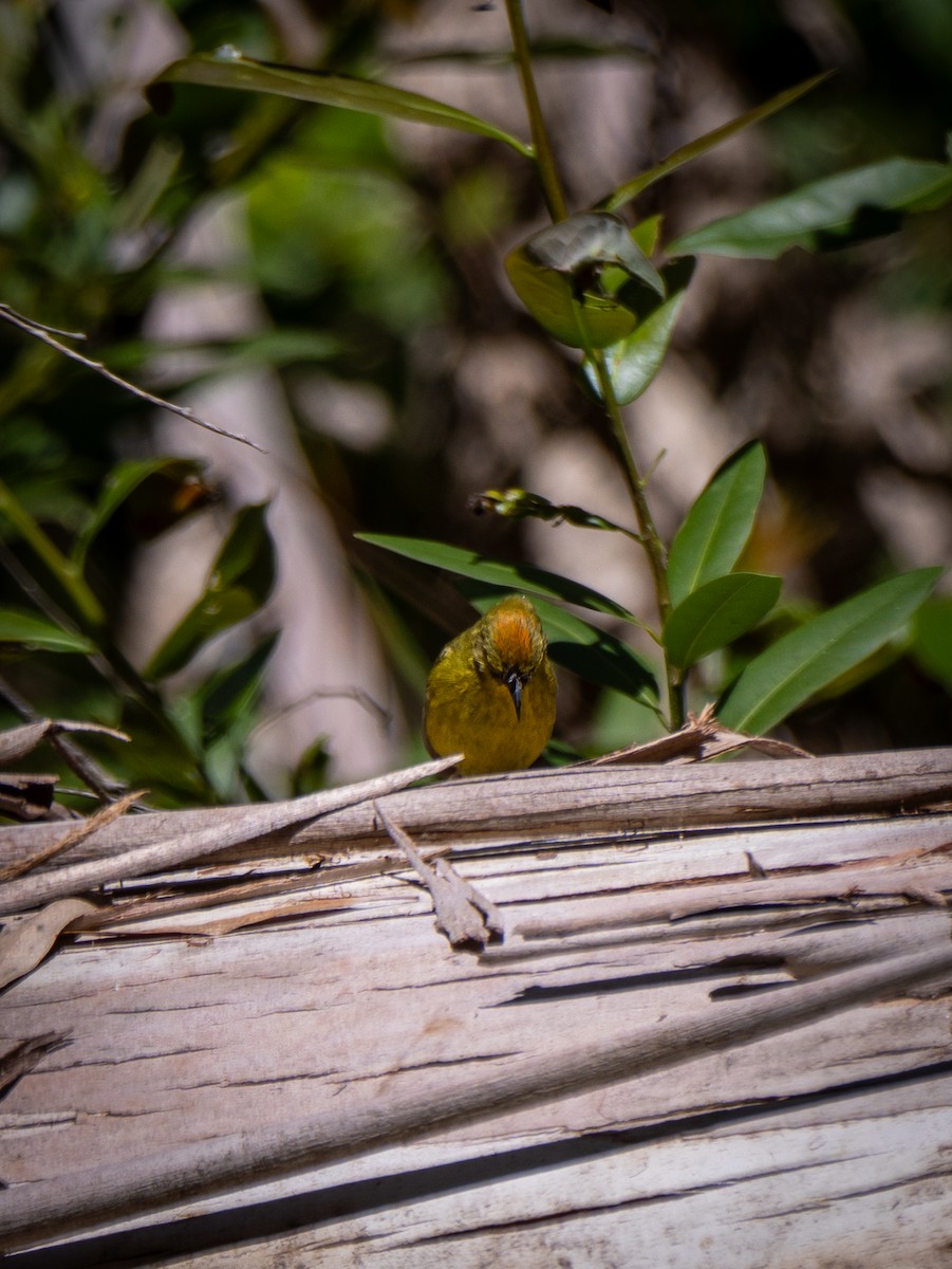 Orangefleck-Waldsänger - ML620126607