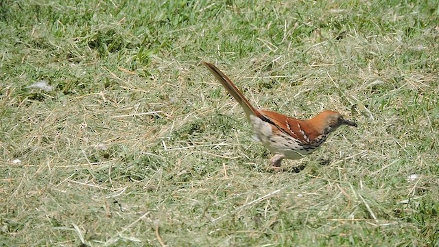 Brown Thrasher - ML620126616