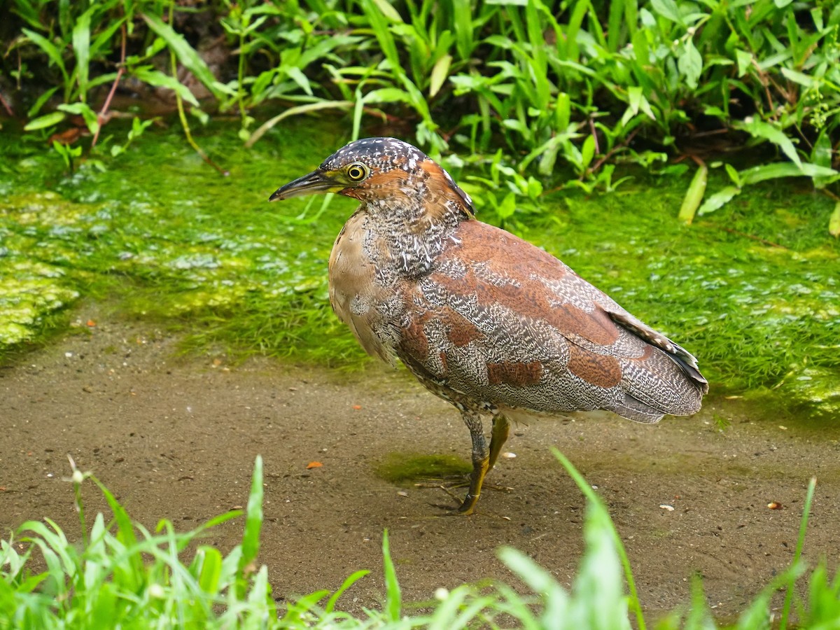 Malayan Night Heron - ML620126618