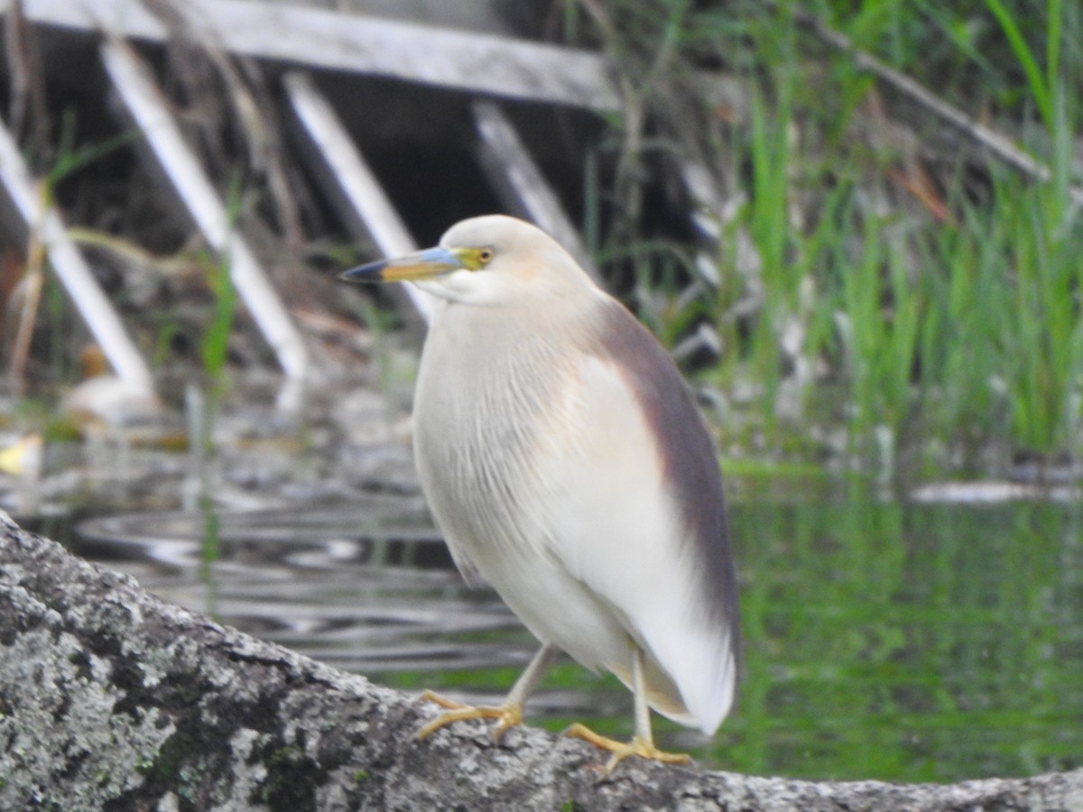 Indian Pond-Heron - ML620126620