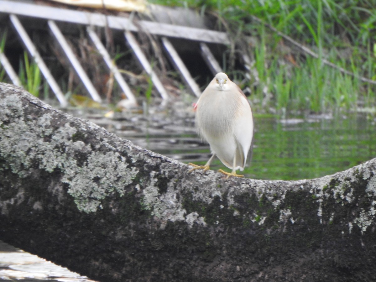 Indian Pond-Heron - ML620126621