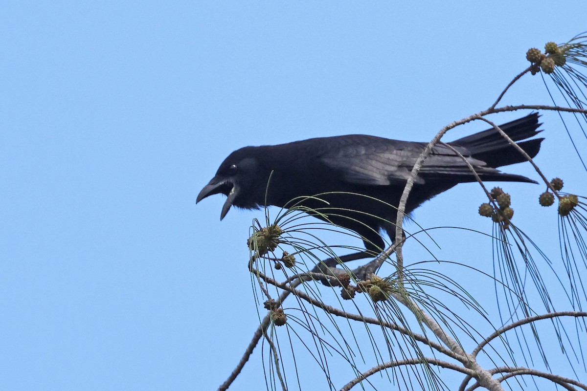 Cuban Palm-Crow - ML620126626