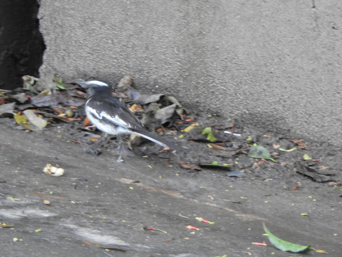 White-browed Wagtail - ML620126633