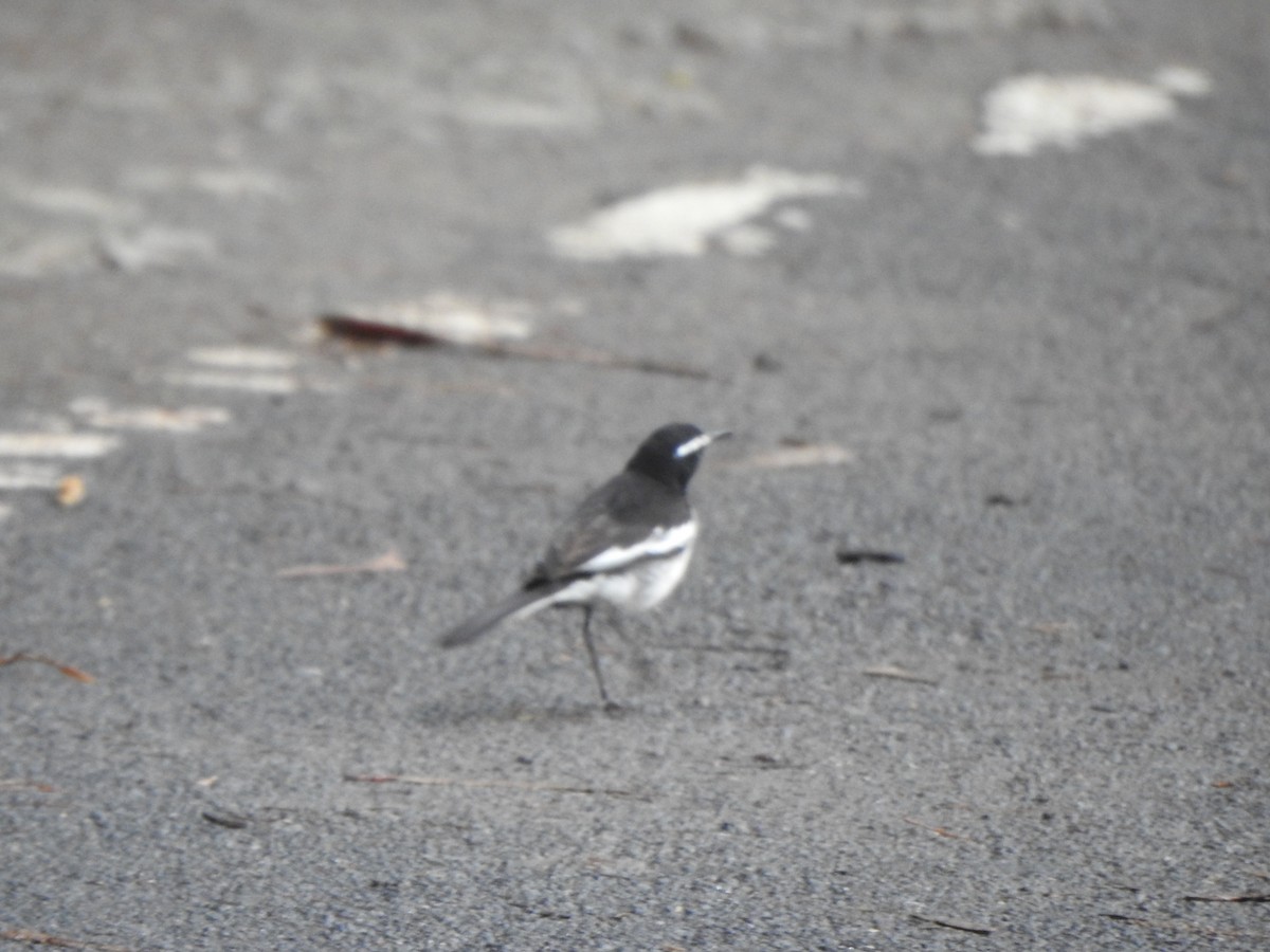 White-browed Wagtail - ML620126635