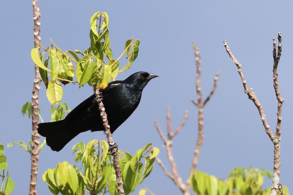 Tawny-shouldered Blackbird - ML620126636