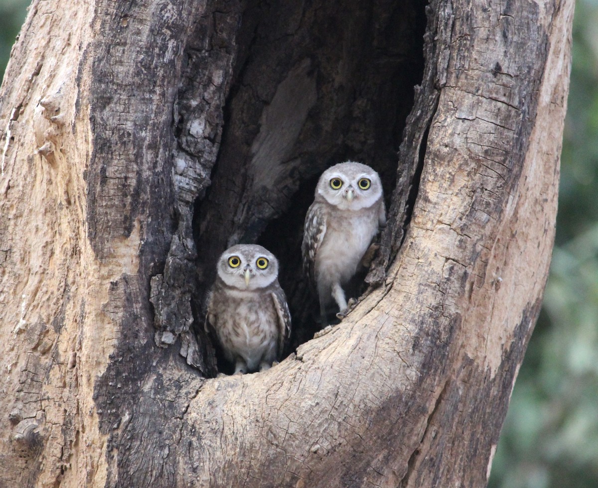 Spotted Owlet - ML620126637