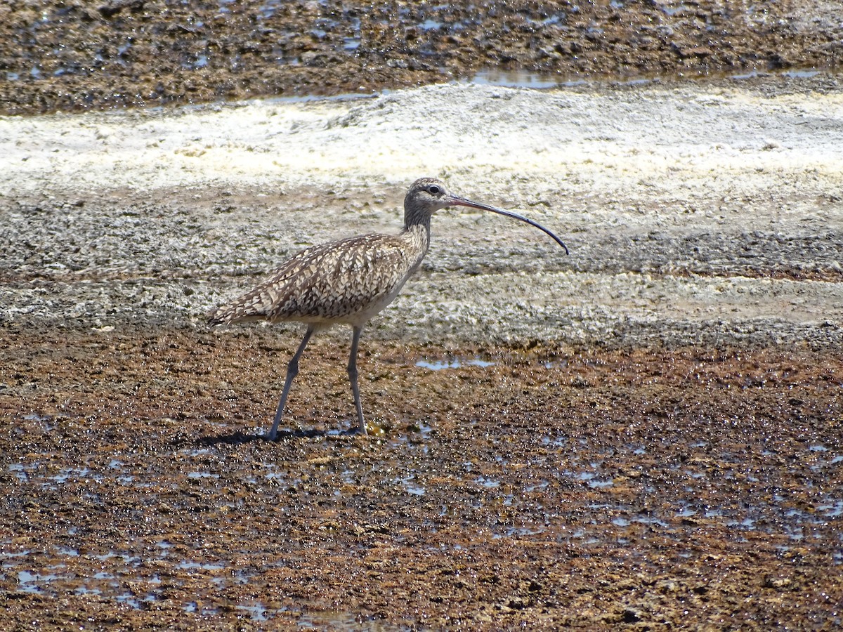 Long-billed Curlew - ML620126640