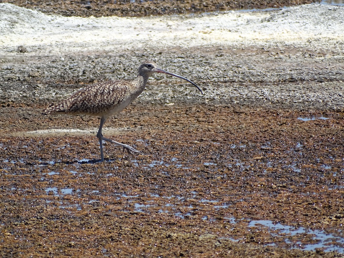 Long-billed Curlew - ML620126641