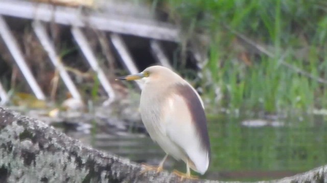 Indian Pond-Heron - ML620126643