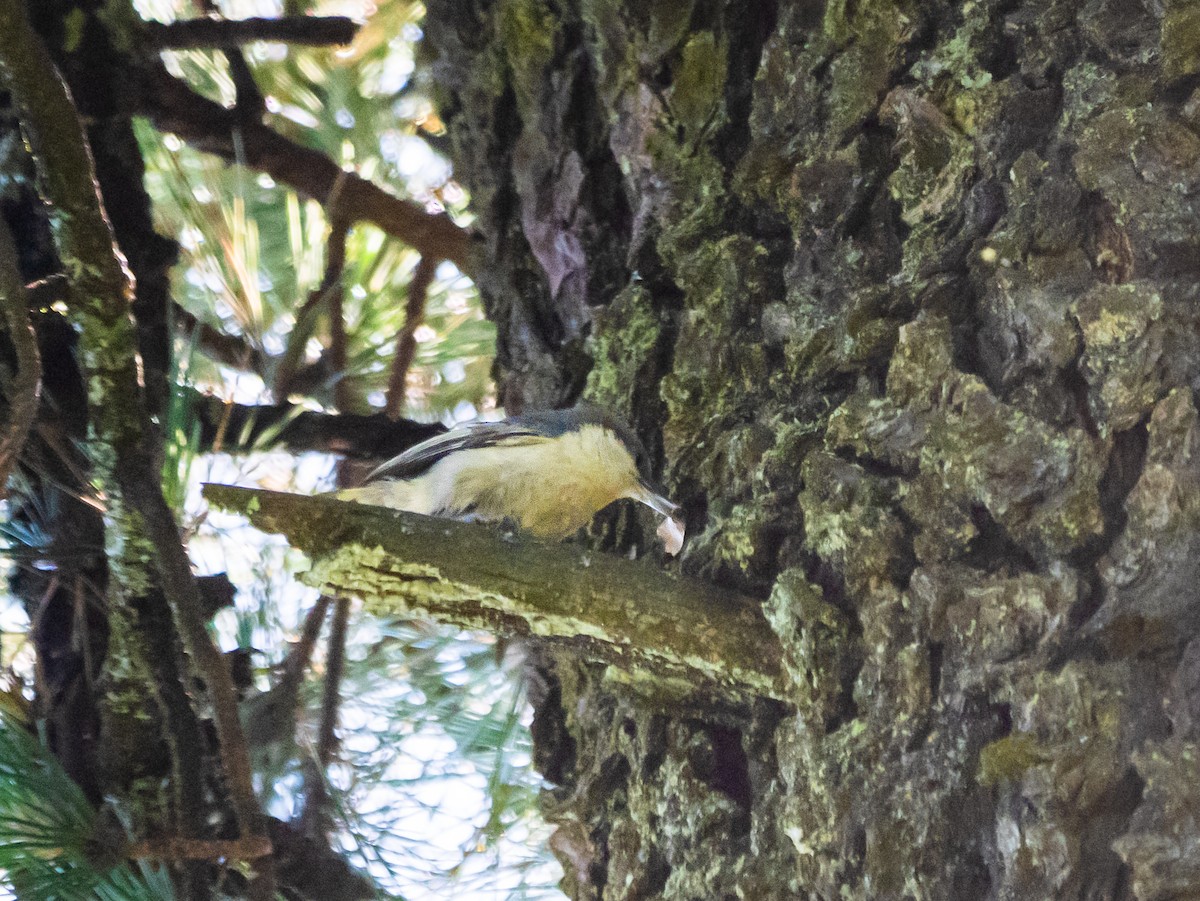 Pygmy Nuthatch - ML620126661