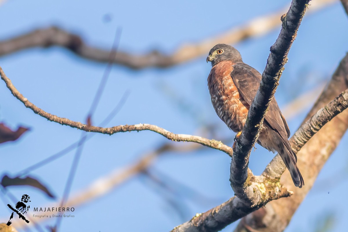 Double-toothed Kite - ML620126668