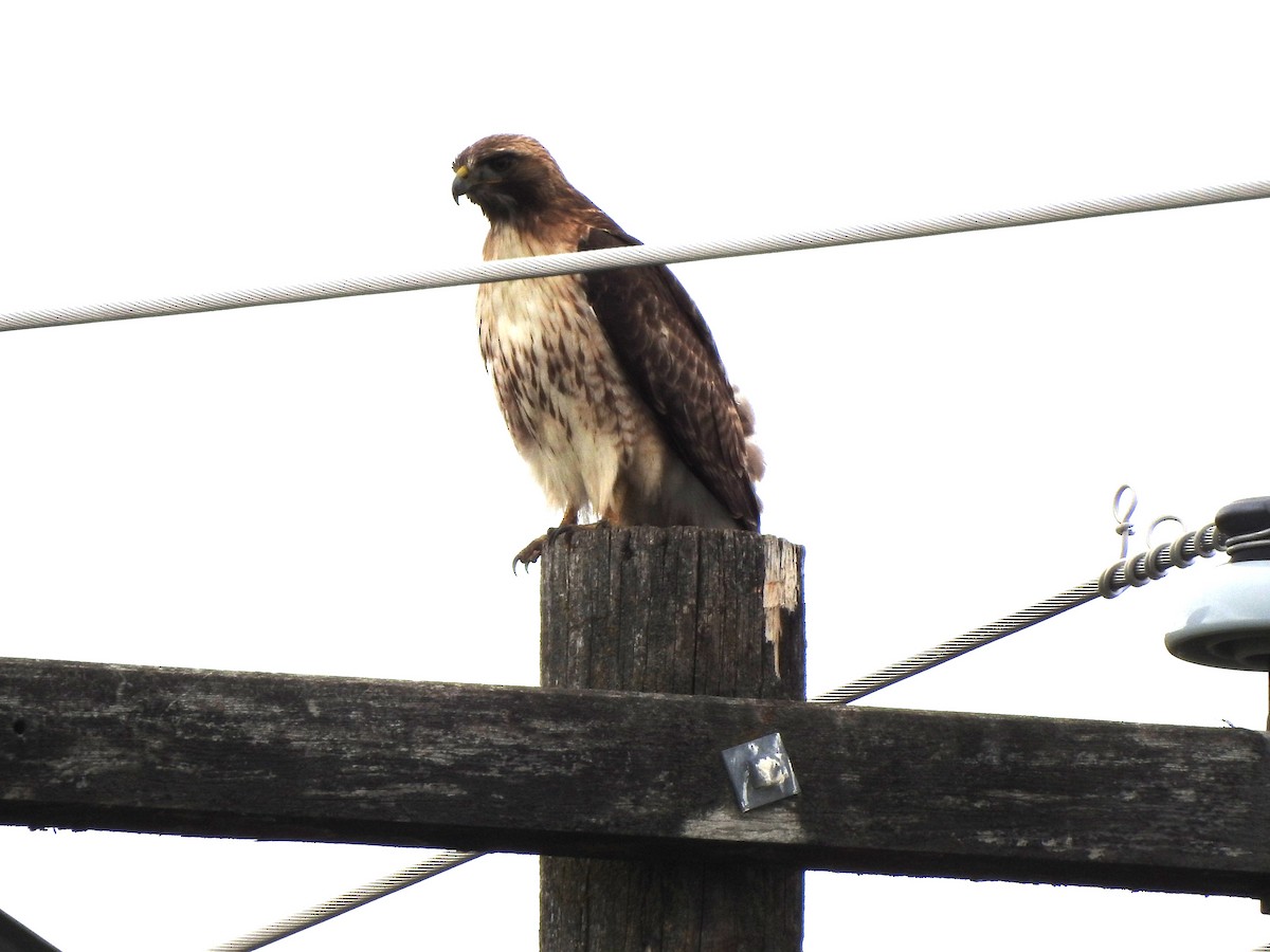 Red-tailed Hawk - ML620126670