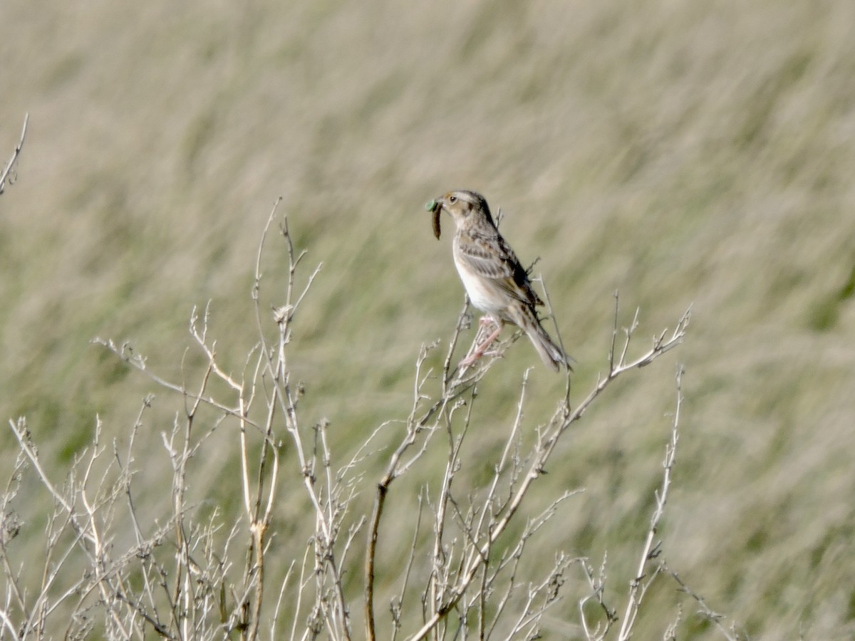 Grasshopper Sparrow - ML620126683