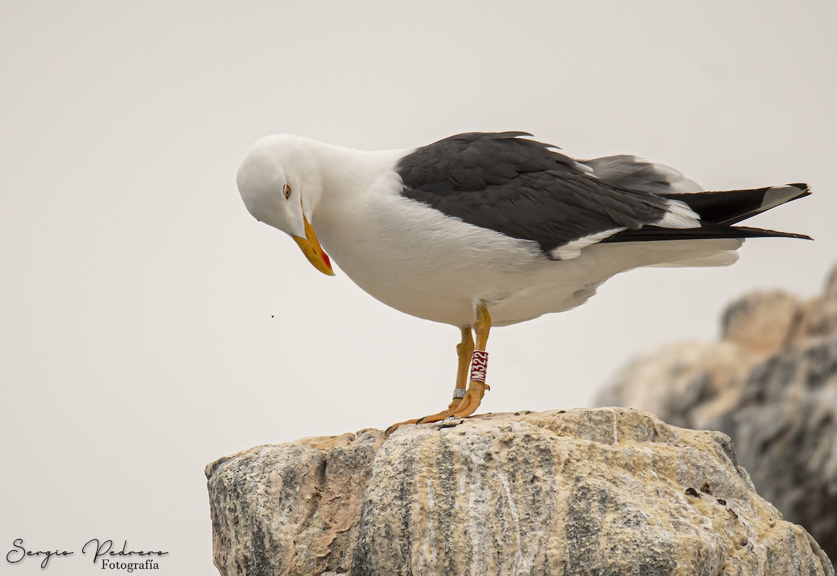 Yellow-footed Gull - ML620126689